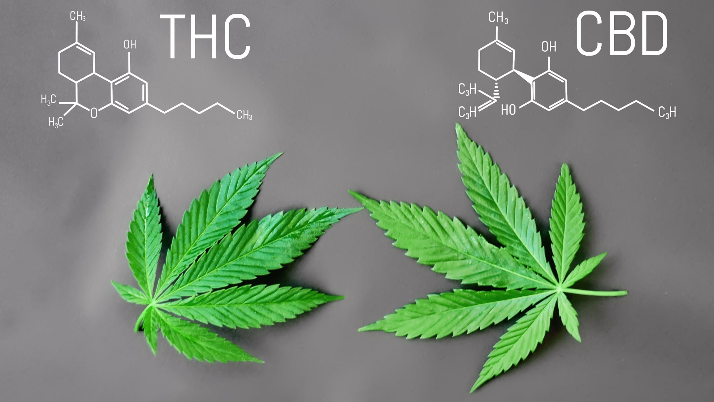 What is the difference between CBD & THC?